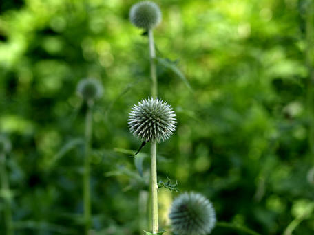 Globe thistle #2
