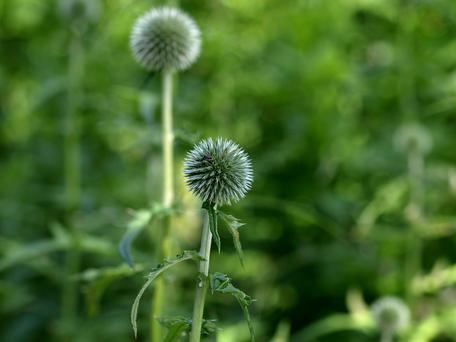Globe thistle #3