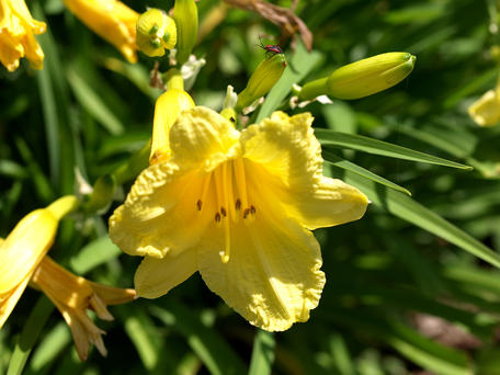 Yellow lily #3