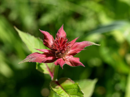 Bee balm #2