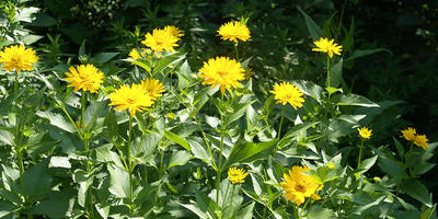 Yellow daisies