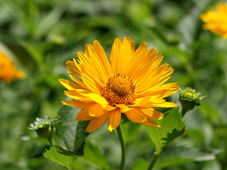Orange daisy