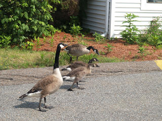 Geese #3