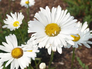 Daisies #2