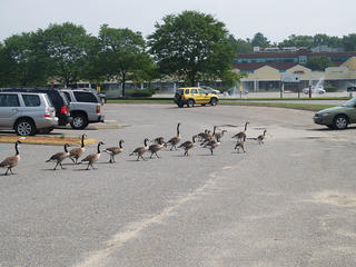 Geese #4