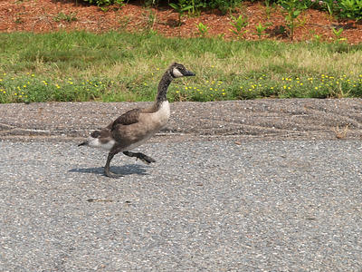 Goose step