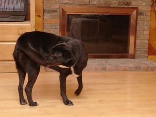 My tail as a chewtoy