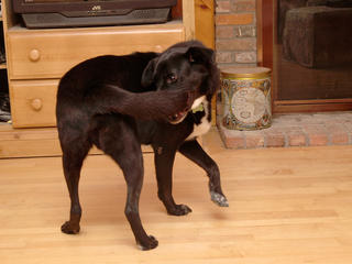 My tail as a chewtoy #2