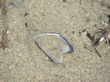Shell and sand