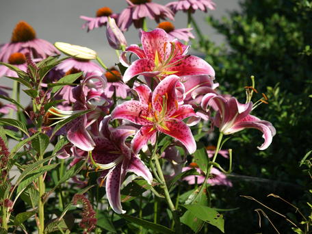Lilies #4