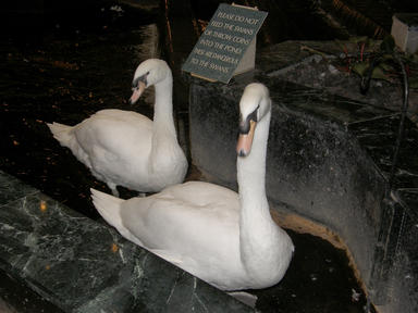 Swans at the Austin Embassy Suites-Aboretum #3
