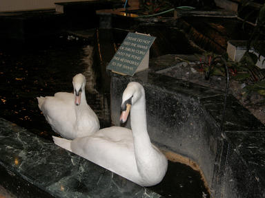 Swans at the Austin Embassy Suites-Aboretum #4
