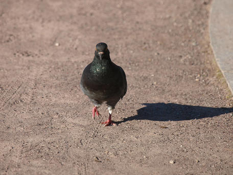 Pigeon-step, not goose-step
