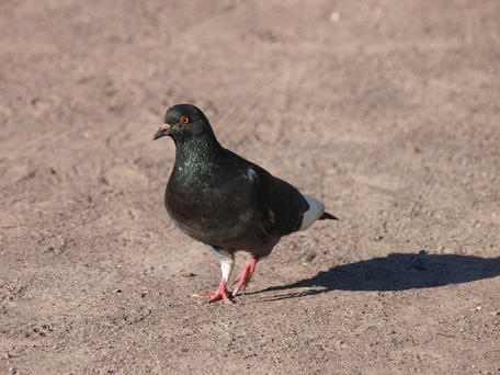 Pigeon