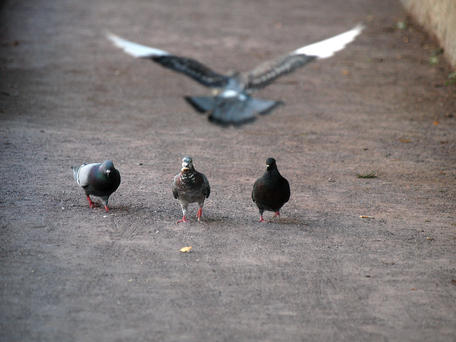 Coming in for a landing