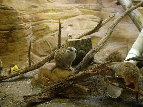 Meerkats #2