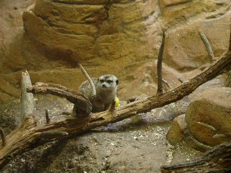 Meerkats #3