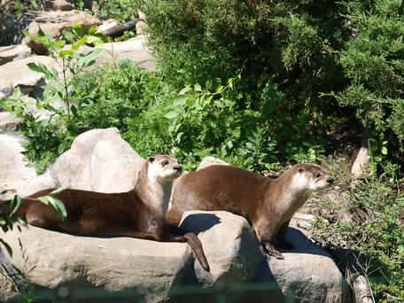 Otters