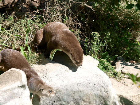 Otters #3