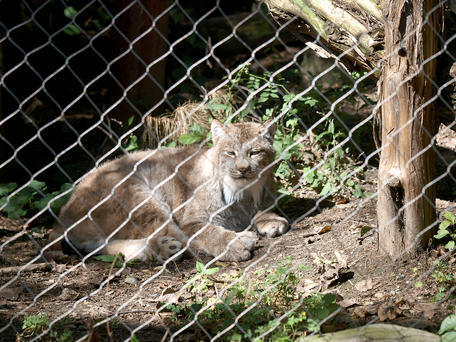 Canada Lynx