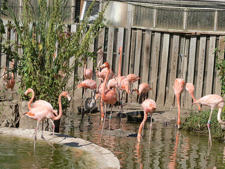 Flamingos