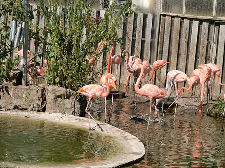 Flamingos #2