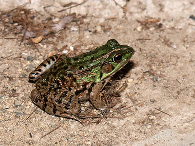 Frog
