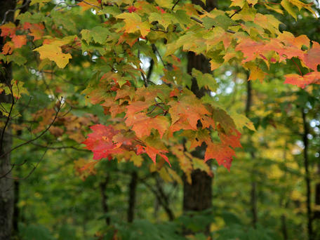 Leaves in transition