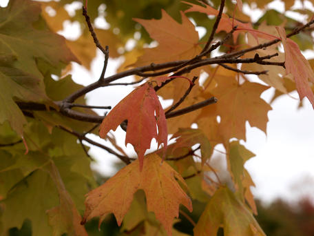 Fall leaves