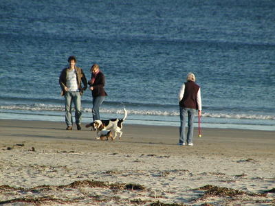 Dogs just wanna have fun