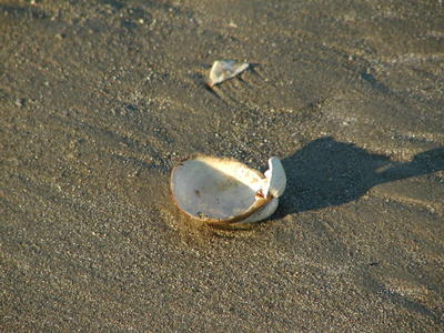 Sea shell