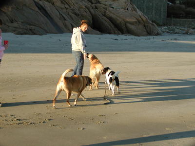 Dogs just wanna have fun #2