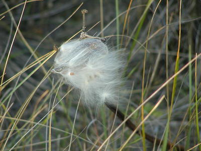 Milkweed
