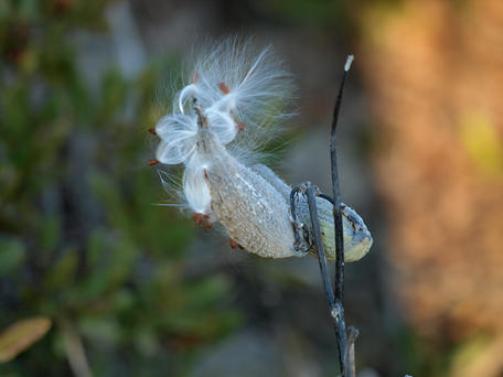 Milkweed #2