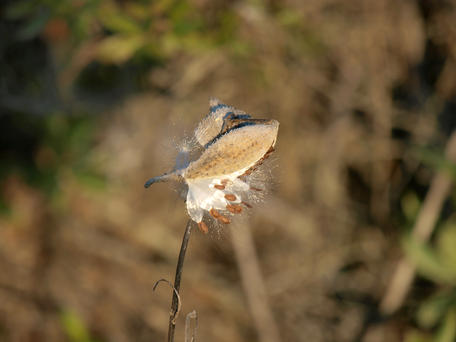 Milkweed #3