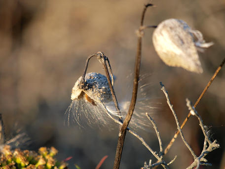Milkweed #4