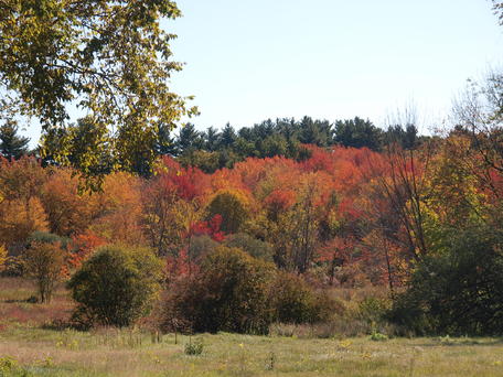 Westford fall #2
