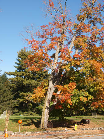 Fall tree