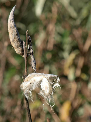 Milkweed #5