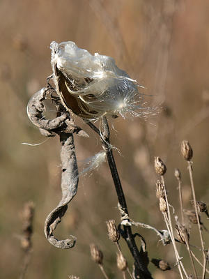 Milkweed #6