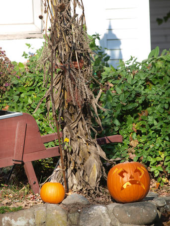 Halloween pumpkins #3