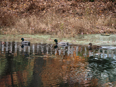 Fall ducks