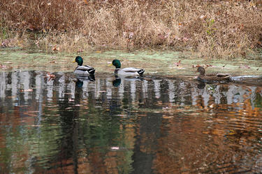 Fall ducks #2