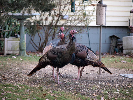 Watch out, Thanksgiving is next week