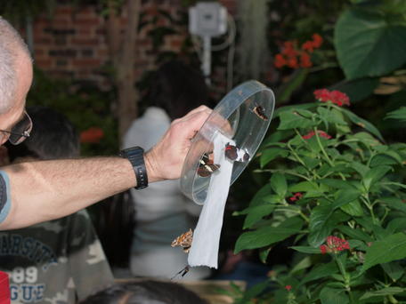 Capturing butterflies