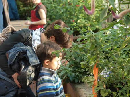 Looking at the butterflies #2