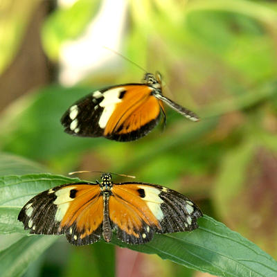 Butterfly in flight #2