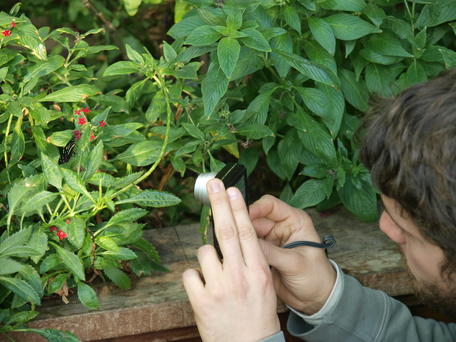 Capturing butterfly memories