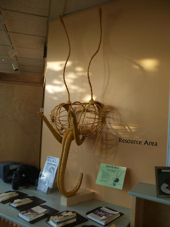 Butterfly head exhibit