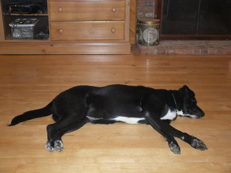 Let sleeping dogs lie